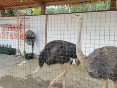 -西双版纳傣族园