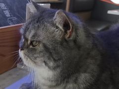 -喵园·猫主题咖啡厅·撸猫·猫咖(国贸店)