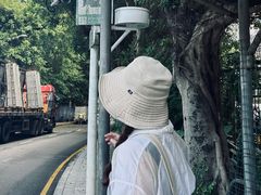 -银湖山郊野公园-相思林