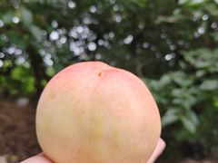 -老袁家蜜桃农场·阳山水蜜桃