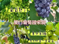 -海堤葡萄园中小学生研学基地