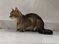 -楼上猫咖(罗湖店)