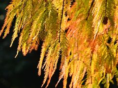 -深圳仙湖植物园