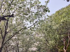 -苏州上方山国家森林公园