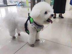-利又安动物医院··老年病·猫科犬科·中兽医