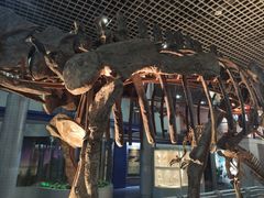 -国家自然博物馆