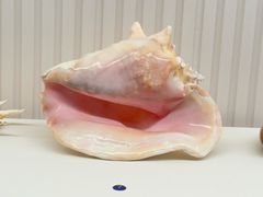 -青岛贝壳博物馆