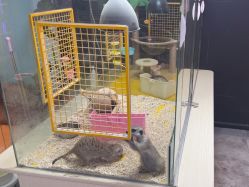 -神奇动物撸宠馆·羊驼·小浣熊·异宠(豫园店)