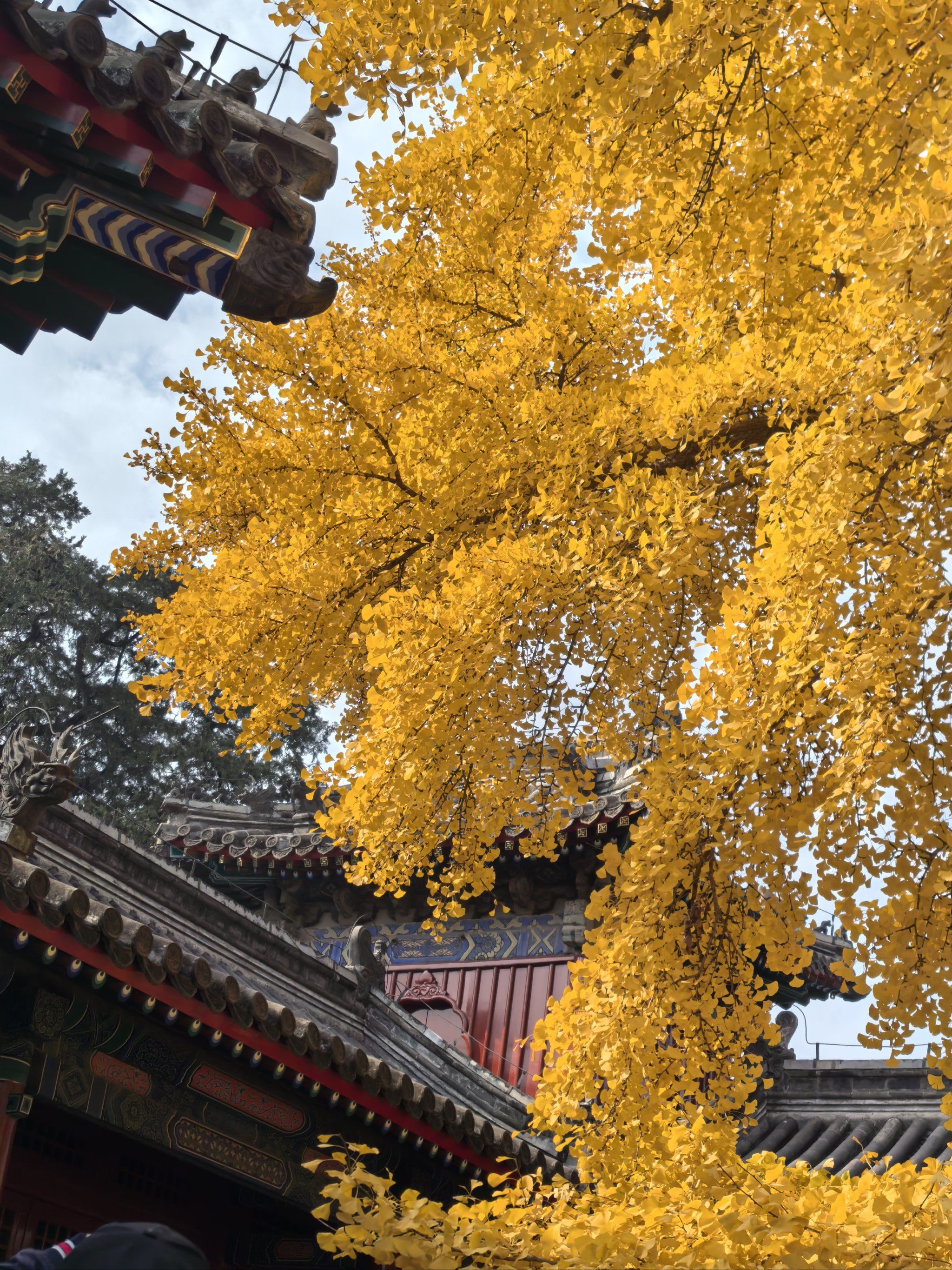 承恩寺之承恩有杏