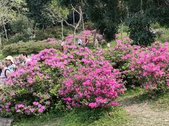 -中国科学院华南植物园