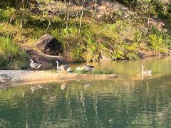 -广州白江湖森林公园