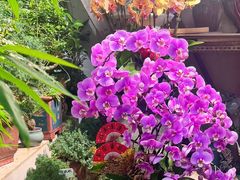 -花鸟鱼虫鲜花绿植市场(玉泉路店)