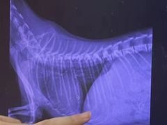 -宠爱国际动物医院·消化内科·心肾内科·ISFM猫友好(望京店)