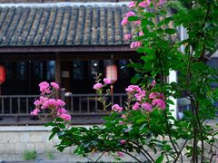 -鲁镇