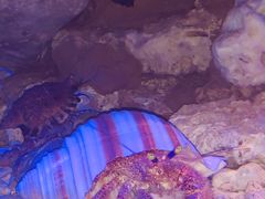 -贝林大翅鲸简餐厅(国家海洋博物馆店)