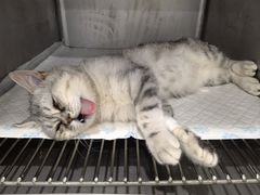 -派特宠物医院(圆融广场店)