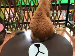 -李小姐の猫咖啡馆(五角场店)