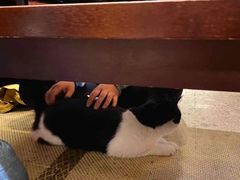 -樱の花亭日本料理店