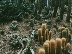 -南山植物园