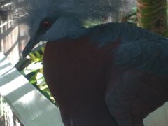 -新加坡飞禽公园