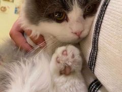 -猫腻·猫咖·撸猫馆(星光大道店)