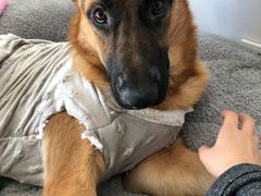 -翊宠yipet猫狗购宠庄园犬舍•猫舍