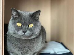-瑞鹏宠物医院犬猫全科(真大分院)