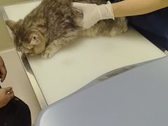 -爱妮康宠物医院·干细胞免疫细胞·肿瘤·心脏(张江店)