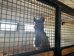 -北京群众马术培训基地