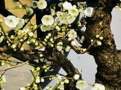 -香雪海