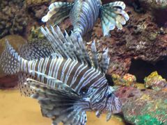 -上海海洋水族馆