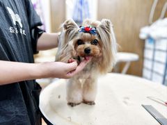 -鑫艺宠物美容培训学校