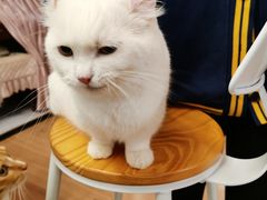 -MOYOYO猫咪咖啡店