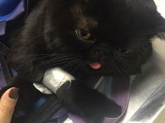-纳吉亚猫专科动物医院博雅分院