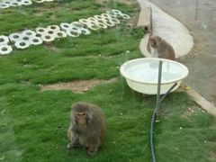 -武汉紫薇都市田园