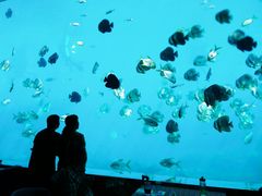 -瑞德姆美人鱼海底演艺主题餐厅(亚龙湾店)
