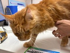 -瑞鹏宠物医院·骨科·猫科·内科(第一中心)