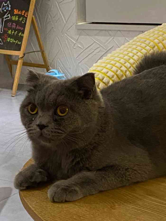 猫宁morning猫咖(福大怡山创意园店)-"「紫薯于你」饮品味道一般,没有