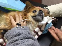 -安安宠医宠物医院·异宠·犬猫内科(岳阳分院)