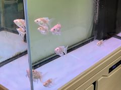 -圳兴面王·拌川·特色炒面(南山保利剧院店)