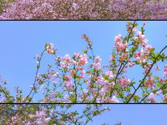 -金水泊山庄·花椒鸡(铁山坪店)