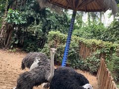-广州长隆飞鸟乐园