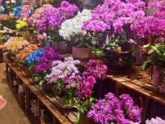 -双季花艺园艺市场(浦东店)