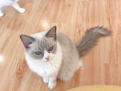 -momokira米努特·德文卷毛猫·棉花面纱犬