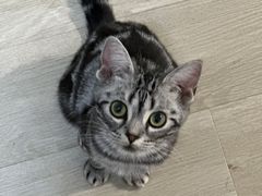 -猫大福·Fortune Cat猫舍(百子湾店)