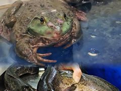 -活鱼馆(宜兴埠店)