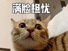 -御宝贝·A梦猫科宠物医院(国际猫友好医院)