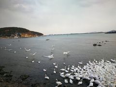 -烟墩角天鹅湖