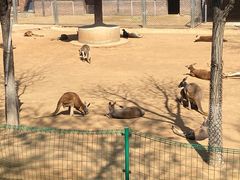 -石家庄市动物园