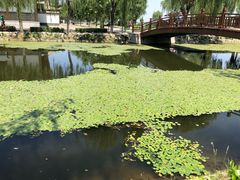 -白洋淀景区